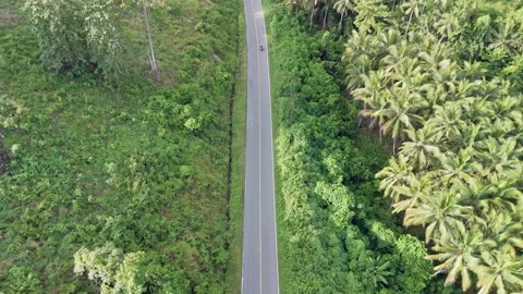 Aerial View of a Road Cutting Through Lush Tropical Foliage Stock Footage 300232375