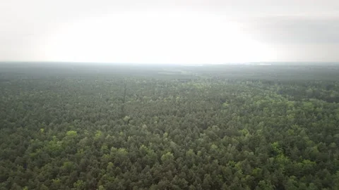Aerial view of a road cutting through dense forest under cloudy sky Stock Footage 317437393