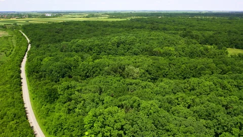 Aerial view of a road extending through dense green woods Video stock 260191304