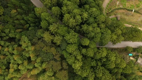Aerial View Of A Road In the Forest Video stock 97598334