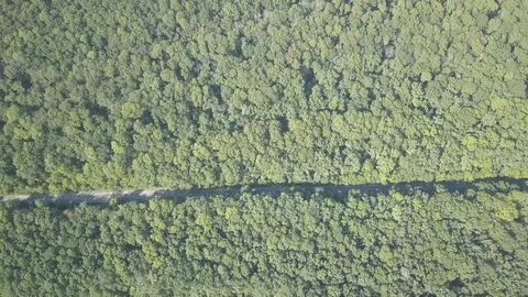 Aerial view of the road in the forest Video stock 120480409
