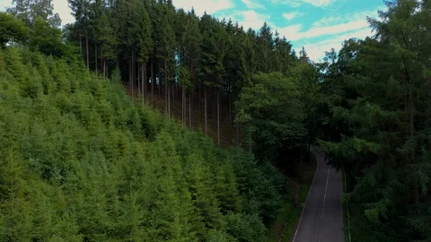 Aerial view of road hidden in the pine forest Stock Footage 127665596