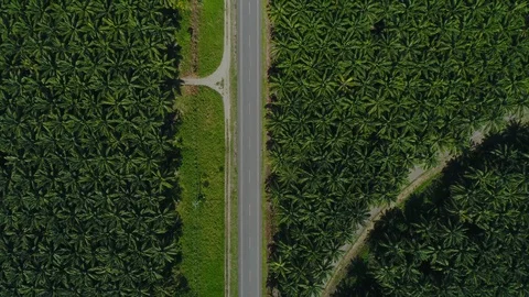 Aerial view of a road inside endless palm tree plantation in Costa Rica Central  Stock Footage 129371345