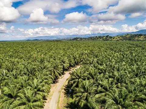Aerial view of a road inside endless palm tree plantation in Costa Rica Centr Stock Photos