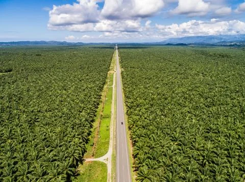 Aerial view of a road inside endless palm tree plantation in Costa Rica Centr Stock Photos