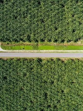 Aerial view of a road inside endless palm tree plantation in Costa Rica Centr Stock Photos