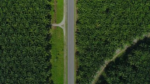 Aerial view of a road inside endless palm tree plantation in Costa Rica Centr Stock Photos