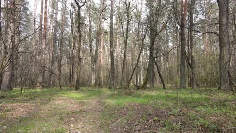Aerial view of the road inside the forest Vídeo Stock 153311248