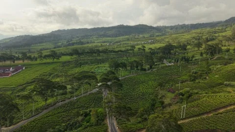 Aerial View Road Intersection Tea Plantation Rancabali Indonesia Stockbeeldmateriaal 345258374