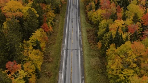 Aerial View of Road Lined with Fall Leaves Stock Footage 97083292