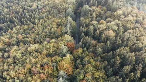 Aerial view of a road in the middle of the forest, flying with the street Stock Footage 97203978