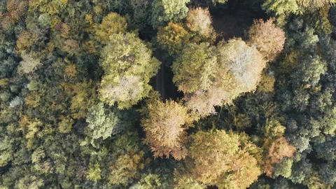 Aerial view of a road in the middle of the forest, slow pan Stock Footage 97204214