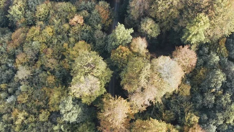 Aerial view of a road in the middle of the forest, pan and tilt Stock Footage 97204298