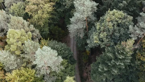 Aerial view of a road in the middle of the forest, zooming out Stock Footage 97208076
