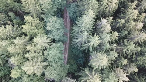 Aerial view of a road in the middle of the forest, flying with the street Stock Footage 97216851