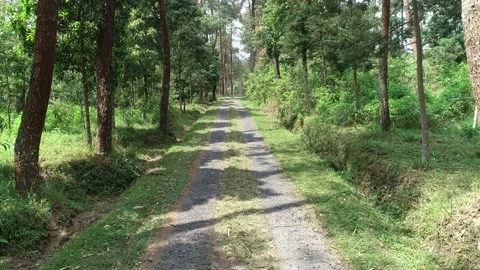 Aerial view of Road in the middle of the forest Stock Footage 144233416