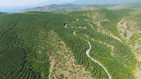 Aerial view of road in mountain forest Stock Footage 80986546