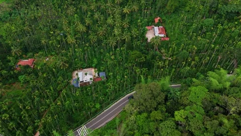 Aerial View of Road Passing Through Lush Green Coconut Palm Forest Stock Footage 341309437
