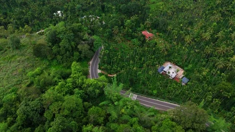 Aerial View of Road Passing Through Lush Green Coconut Palm Forest Stock Footage 341309513