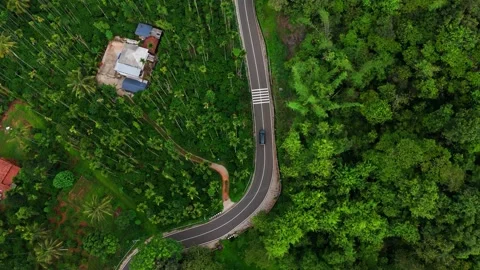 Aerial View of Road Passing Through Lush Green Coconut Palm Forest Stock Footage 341309532
