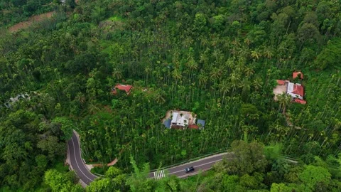 Aerial View of Road Passing Through Lush Green Coconut Palm Forest Stock Footage 341309579