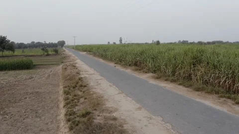 Aerial view of a road surrounded by field crops in the layyah village Pakistan Stock Footage 169406022