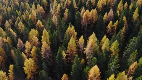 Aerial view of a road surrounded by a forest, Autumn, Dolomites Stock Footage 129671129
