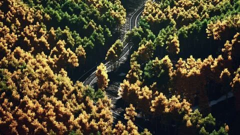 Aerial View of Road Surrounded by Trees Ilustração Stock