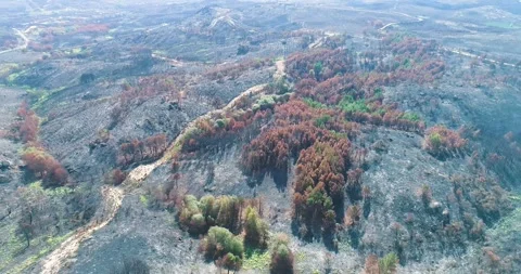 Aerial view of road through burnt landscape The Concept of Devastation 库存影片 325972608