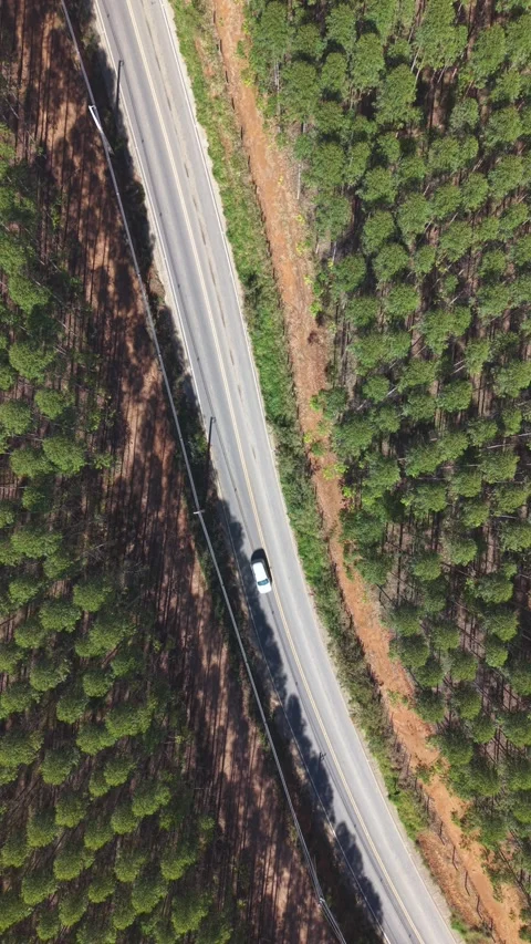 Aerial view of road through eucalyptus plantation in Brazil. Stock Footage 345604571