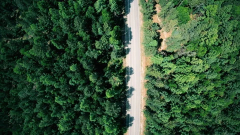 Aerial view of road through the forest. Vertical shot Stock Footage 93746926