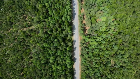 Aerial view of road through the forest. Vertical shot Stock Footage 93747502
