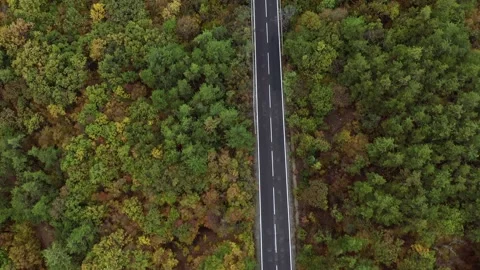 Aerial view of road through the forest in the fall 스톡 동영상 142254441