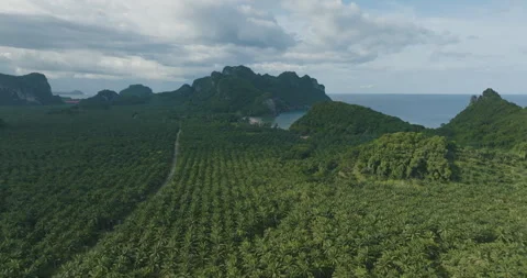 Aerial view road through green tropical palm plantation tree forest Stock Footage 282013445