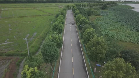 Aerial View of Road Through Lotus Wetland Stock-Footage 343577998
