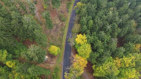 Aerial view of a road twisting through colorful fall trees in morning fog w.. Stock Footage 320076862