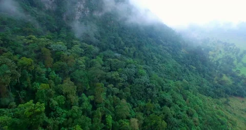 Aerial view of rock mountain in amazon rainforest Stock Footage 233008835