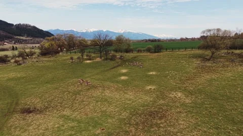Aerial view of roe deer herd grazing in wildlife enclosure Stock Footage 333505075