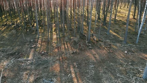 Aerial view of roe deer running  around in a pine forest. Stock Footage 119540331
