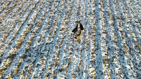 Aerial view roe deer running through snow covered rural field (Capreolus capr Video stock 144688552