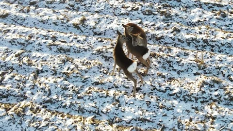 Aerial view roe deer running through snow covered rural field (Capreolus ca.. 스톡 동영상 247393091