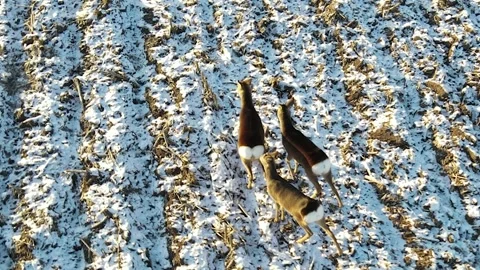 Aerial view roe deer running through snow covered rural field (Capreolus ca.. Video stock 247393092