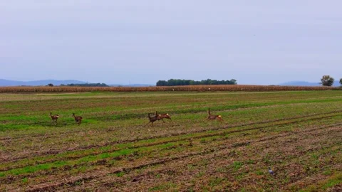 Aerial view of roe deer sprinting together on brown farmland, filmed in slo.. Stock Footage 320076389