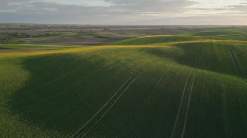 Aerial view of rolling green spring fields with rapeseed at sunset 库存影片 333508605