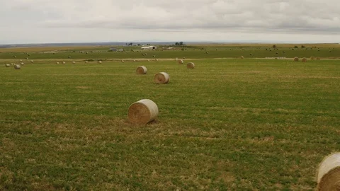 Aerial view of rolls of hay in the field Stock Footage 126231704