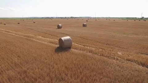 Aerial view rolls haystacks straw on field, after harvesting wheat. Ukraine land Stock Footage 242426070