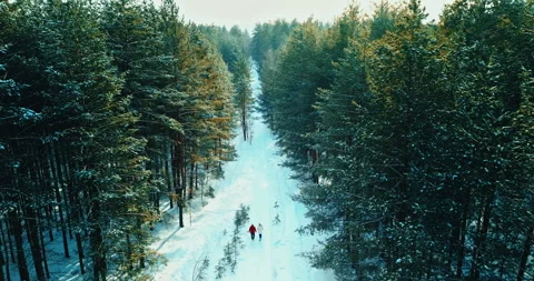 Aerial view of romantic walk in winter forest, two people enjoying beautiful Stock Footage 246739222