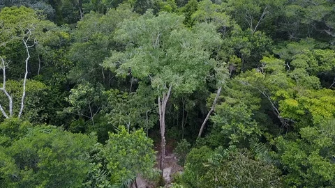 Aerial view of a rosewood tree in the amazon forest Stock Footage