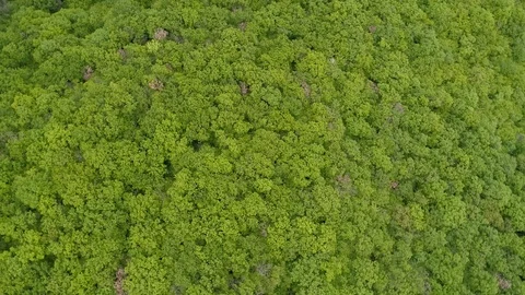 Aerial View of Rotating Forest Stock Footage 107674557