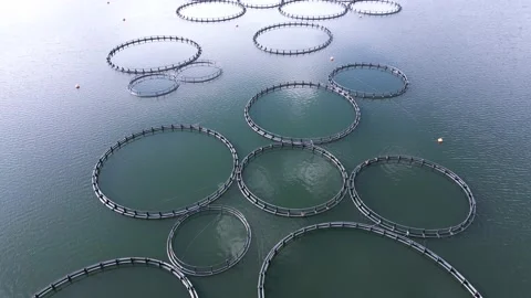 Aerial view of round mesh fences are commonly used for trout breeding in the Stock Footage 239191453